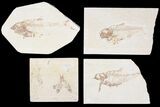Lot: Green River Fossil Fish - Pieces #81270-2